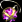 Precious Amulet
