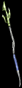 Throwing Trident